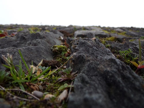 Close-up of moss and small plants growing between rocks