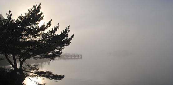 A wind-shaped pine tree and a pier in thick morning mist