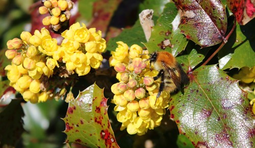 A bee feeding on bright yellow mahonia flowers