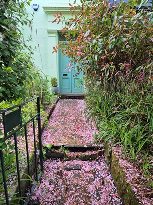 A garden path covered in pink blossom leading to a teal front door
