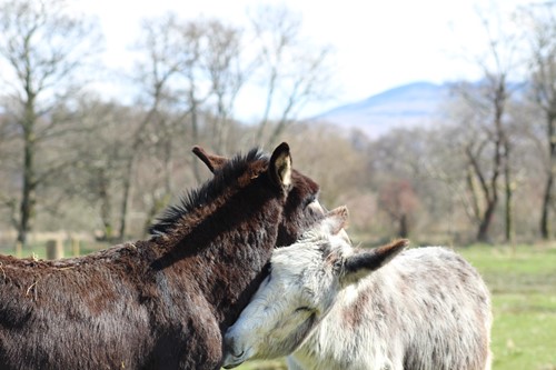 Two donkeys nuzzling in a field with hills behind