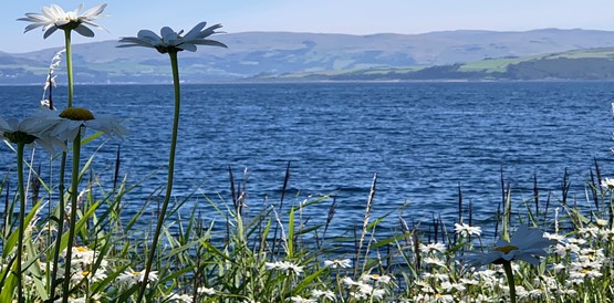 Ox-eye daisies in the foreground of a calm sea loch